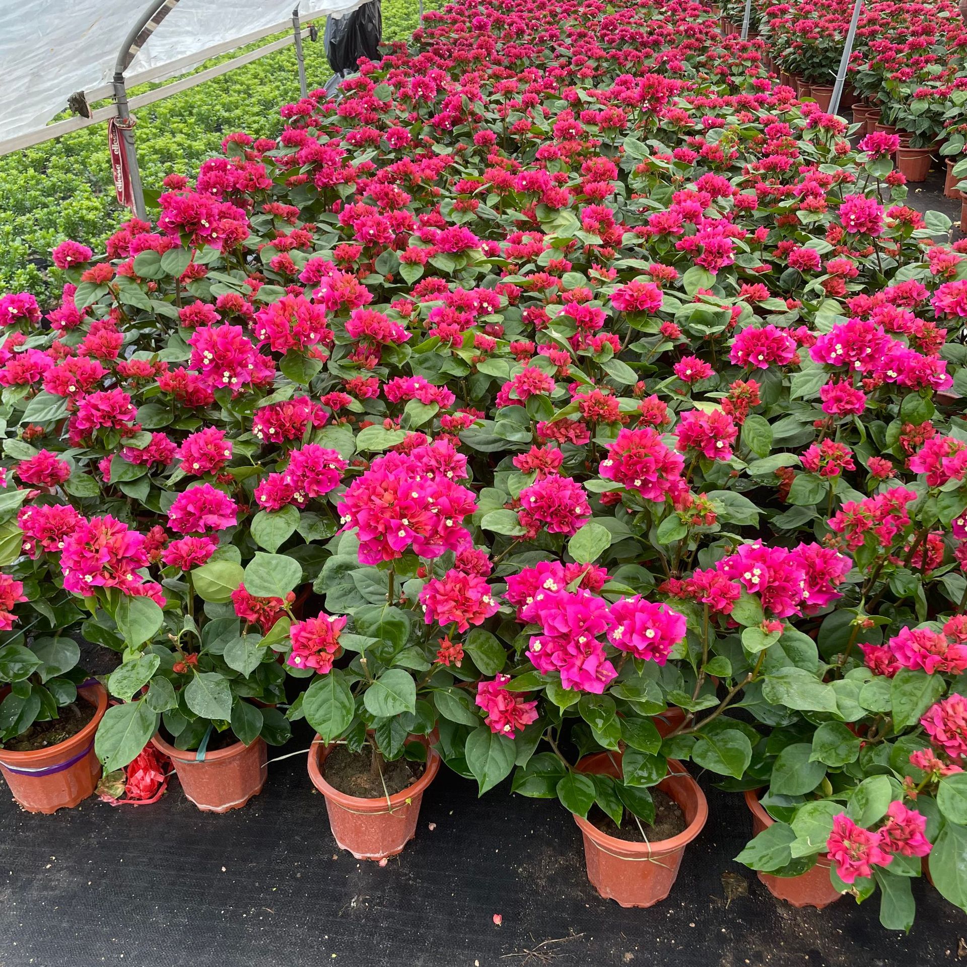 1680748736821.jpg 1680748736821.jpg