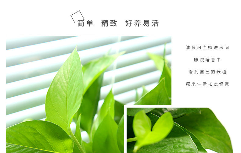 TB2wyoWqXXXXXauXpXXXXXXXXXX_!!1113401174.jpg TB2wyoWqXXXXXauXpXXXXXXXXXX_!!1113401174.jpg